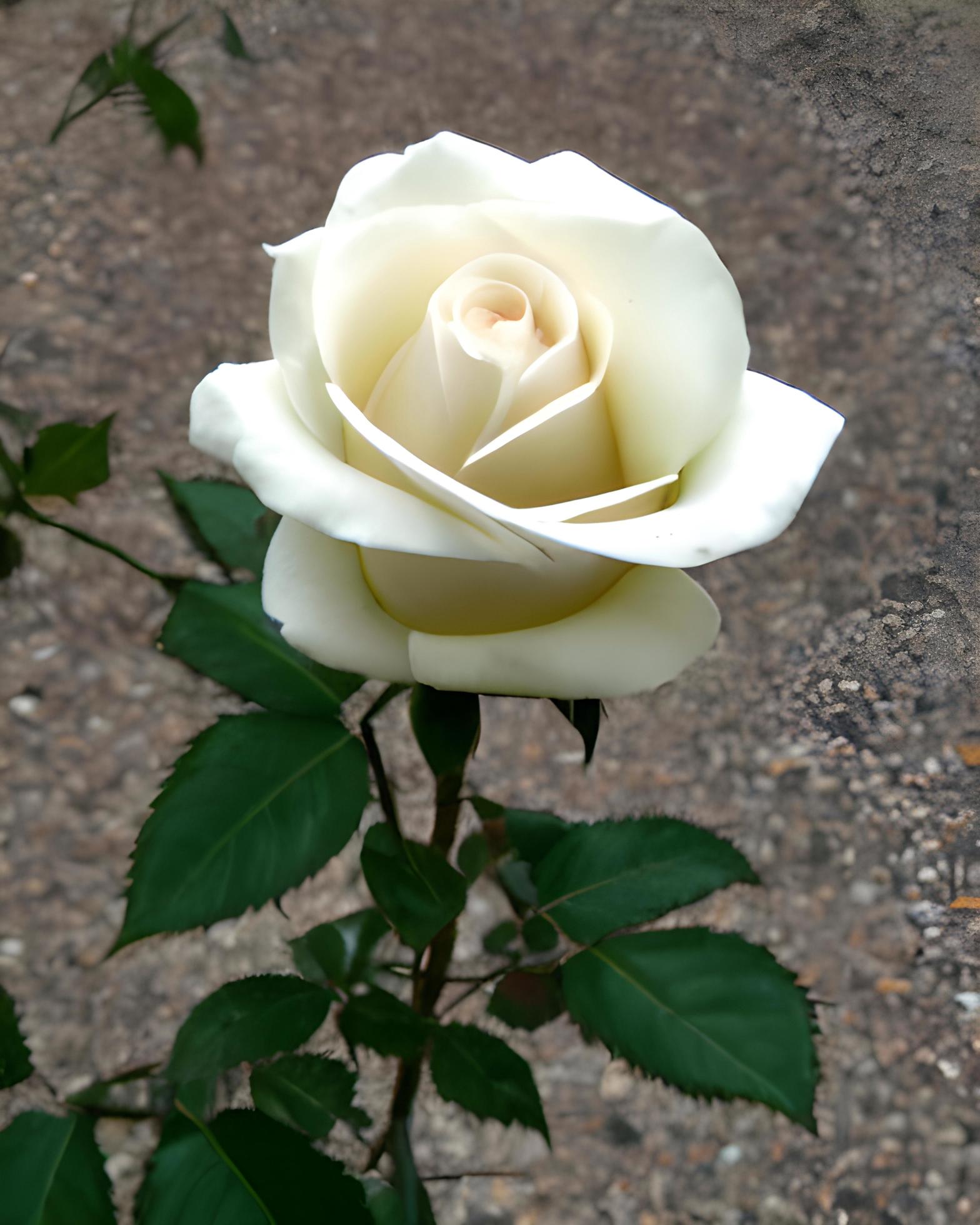 Rose-White.jpeg