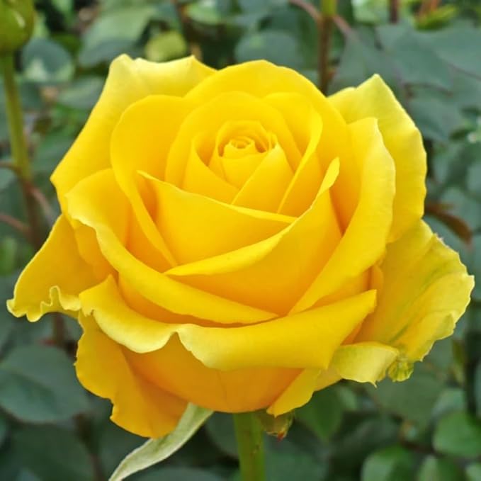 Rose-Yellow.jpg