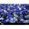 Blue Rose