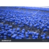 Blue Tulips