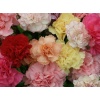 Carnations