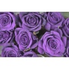 Purple Roses