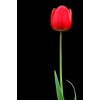 singleredtulip