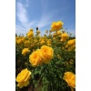 Yellow Roses